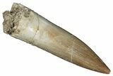 Fossil Plesiosaur (Zarafasaura) Tooth - Morocco #287153-1